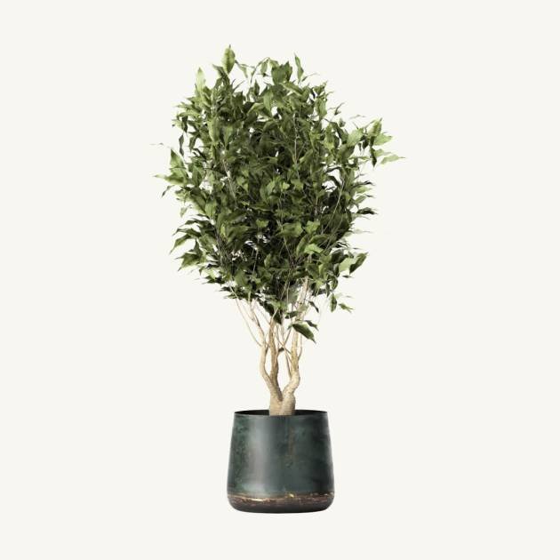 Weeping fig