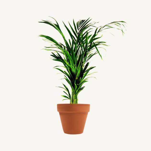 Areca palm