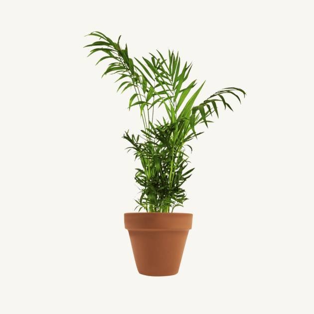 Dracaena marginata