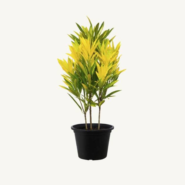 Variegated croton