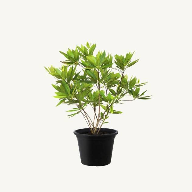 Black elderberry