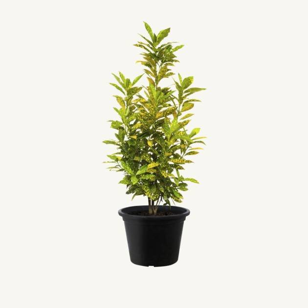 Golden privet